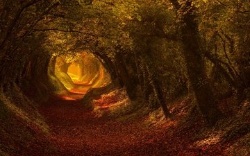 свет, дорога, деревья, листья, осень, тропа