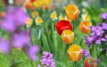 цветы, весна, тюльпаны, нарциссы