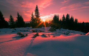 деревья, снег, зима, ели, восход солнца, болгария, гора витоша