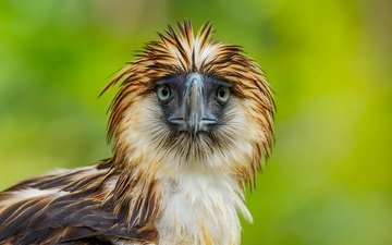 взгляд, орел, птица, клюв, перья, филиппинский орёл