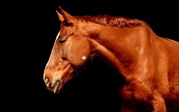 лошадь, профиль, черный фон, конь, коричневый