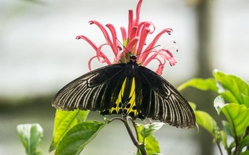 природа, насекомое, цветок, бабочка