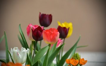 цветы, весна, тюльпаны