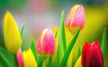 цветы, природа, бутоны, фон, капли, весна, тюльпаны, яркие