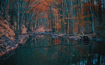 деревья, озеро, лес, отражение, осень