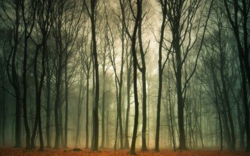 деревья, природа, лес, листья, туман, осень