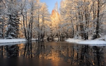 деревья, река, снег, лес, зима, отражение, лёд
