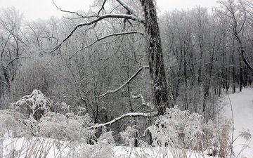 деревья, снег, лес, зима, ветки, мороз, чёрно-белое