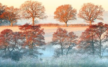 деревья, утро, туман, рассвет, осень, дымка