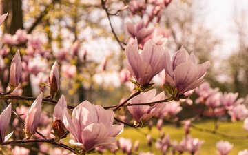 дерево, цветение, весна, магнолия