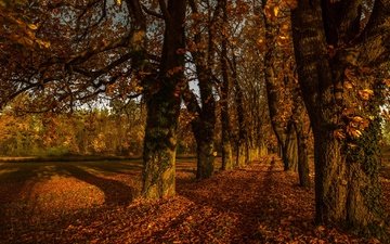 дорога, деревья, листья, осень
