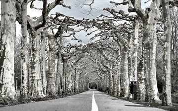 дорога, деревья, природа, чёрно-белое, аллея