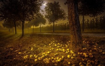 дорога, ночь, деревья, яблоки