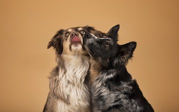 фон, друзья, собаки, бордер-колли, now kiss