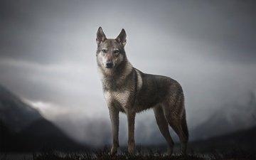 горы, собака, alicja zmysłowska, чехословацкая волчья, чехословацкий влчак