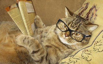 кот, очки, лежит, креатив, юмор, журнал, подушка, умный, читает