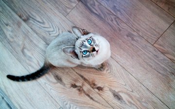 кот, усы, взгляд, голубые глаза, хвост