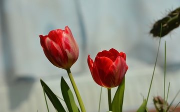 цветы, красные, весна, тюльпаны