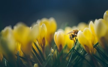 цветы, макро, насекомое, весна, пчела, крокусы