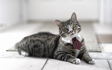 морда, кот, усы, взгляд, галстук