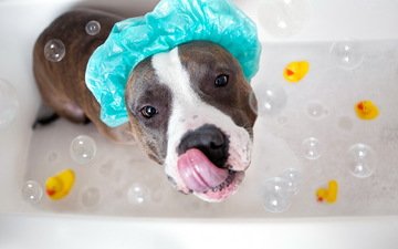 морда, взгляд, собака, язык, ванна, мыльные пузыри, амстафф