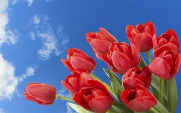 небо, цветы, облака, весна, тюльпаны