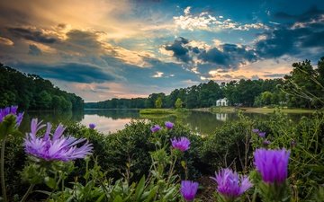 небо, цветы, облака, деревья, вода, река