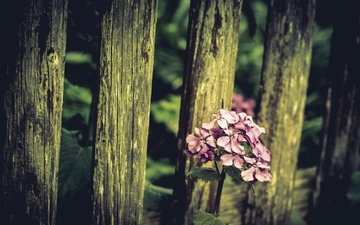 природа, цветок, забор
