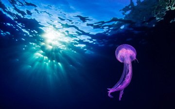 природа, море, океан, медуза, подводный мир