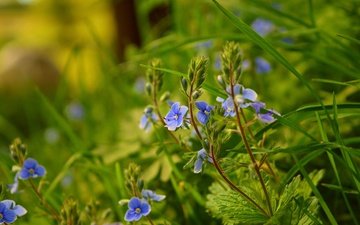 трава, природа, весна, голубые цветы, вероника дубравная