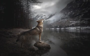 река, горы, собака, вой, alicja zmysłowska, чехословацкая волчья, чехословацкий влчак, влчак
