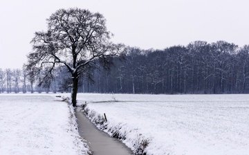 река, снег, дерево, лес, зима, поле, чёрно-белое
