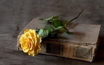 цветок, роза, жёлтая, книга, переплет