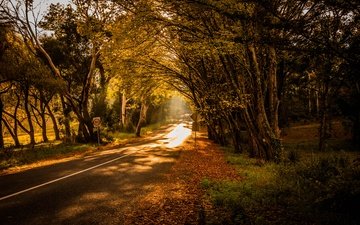 свет, дорога, деревья, природа
