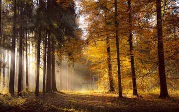 свет, природа, лес, утро, осень