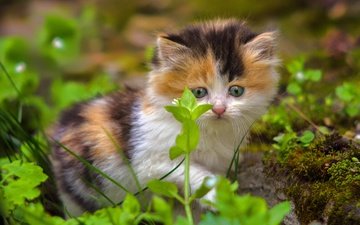 трава, кошка, взгляд, котенок, малыш