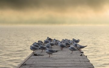 озеро, туман, мост, птицы, чайки