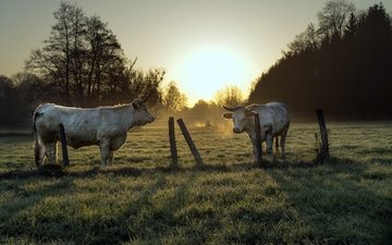 природа, утро, забор, скот, корова, коровы