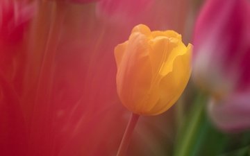 желтый, фон, цветок, лепестки, размытость, тюльпан