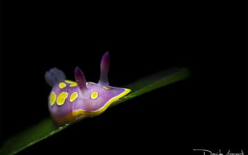 фиолетовый, темный фон, моллюск, подводный мир, davide lopresti, голожаберное