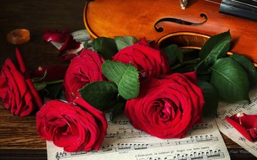цветы, розы, ноты, скрипка, лист, музыкальный инструмент