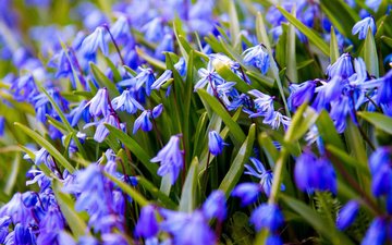 цветы, весна, синие, подснежники, пролеска