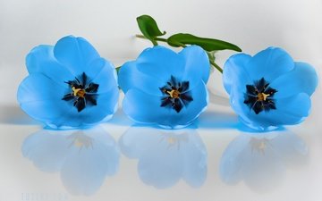 цветы, отражение, тюльпаны, белый фон, голубые