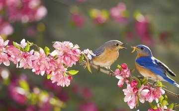цветы, ветка, сад, птицы, весна, самец, самка, сиалия, лазурная птица