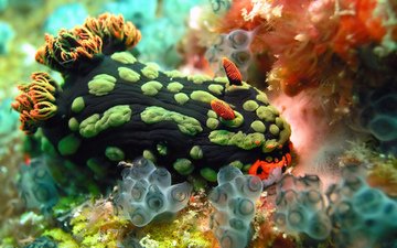 краски, океан, растение, моллюск, кораллы, подводный мир, голожаберный моллюск
