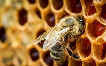 насекомое, соты, пчела, мед, крупным планом