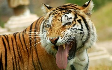 тигр, глаза, морда, взгляд, клыки, хищник, большая кошка, язык, оскал