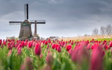 цветы, поле, мельница, весна, тюльпаны, нидерланды