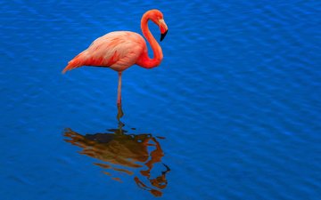 вода, отражение, фон, фламинго, птица, клюв, перья, шея, розовый фламинго