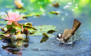 вода, листья, цветок, лягушка, птица, лотос, пруд, тропики, боке, бюльбюль, птицы мира, fuyi chen